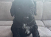 cocker spaniel boy