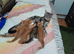 4 rare beautiful gorgeous kittens