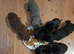 5 Chiweenie puppies for sale
