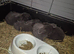 4 pure grey rabbits