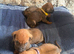 Rhodesian Ridgeback KC puppies