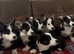 ️Beautiful Cardiganshire Corgi Puppies️
