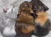 Beautiful gunea pigs for sale