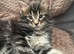7 Beautiful GCCF registered male Maine Coon kittens.
