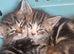 Kittens for sale