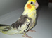 Beautiful Hand Reared Cockatiel