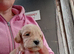 Cockapoo pups