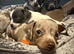 Chiweenie pups chihuahua cross dachshund
