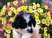Papillon/ toy poodle puppies