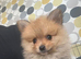 2 boy poms