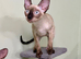 Beautiful Pure Cornish Rex Kittens &ndash; Ready for Loving Homes