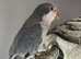 Opaline quaker