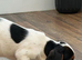 Jack Russel mix King Charles cavalier 12 week old girl