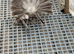 Indian Fantails
