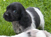 Cocker spaniel puppies