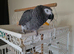 African grey parrot 19 yrs old boy