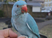 3-Month-Old Blue Female Indian Ringneck – Free-Flight Ready