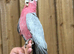 Gallah cockatoo