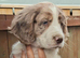 Cocker spaniel