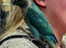 Turquoise conure baby