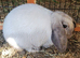 Sallader mini lop baby girl ready now