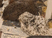 Lovely lot quails