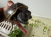 Musk turtles
