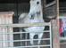 Stunning RoR Gelding