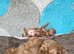 Beautiful Red Toy Poodle Puppies