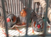 Finches