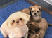 One gorgeous Shih Tzu boy left