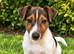 jack Russell