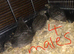 SEXED CHINESE PAINTED BUTTON QUAILS !