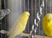 Yellow double factor spangles