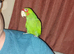 Red masked parrot (rare bird)