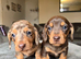 KC registered miniature dachshund puppies
