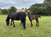 Pure-Bred Friesan Filly For Sale £3,500