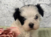 Yorkie x Maltese
