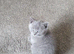 British short hair kitten
