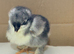Adorable silkie , Serama & pekin bantam chicks