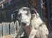 Lurcher puppies for sale
