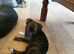 Staffie x kc German shepard