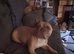 4 yr old KC french bulldog