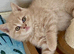 Fawn British Shorthair READY ON FRIDAY