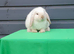 Beautiful mini lop bunny ready now