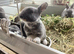 Baby mini Rex&rsquo;s