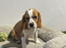 Male tan & white beagle