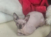 White colour sphynx hairless cat lion cub