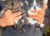 Tabby cross persion