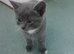 Kittens for sale